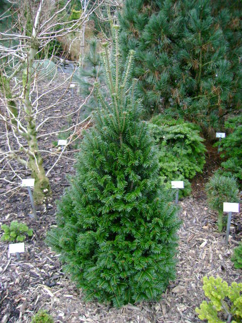 Abies alba 'Kings Dwarf'